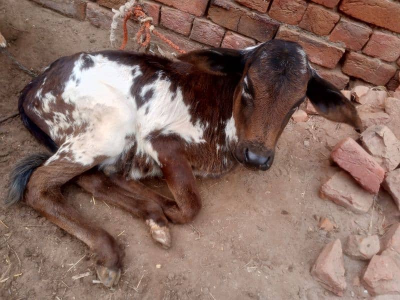 Sahiwal Mix Breed Cow 7