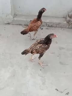 Hen sale