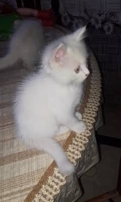 Persian kittens for sale in rwp