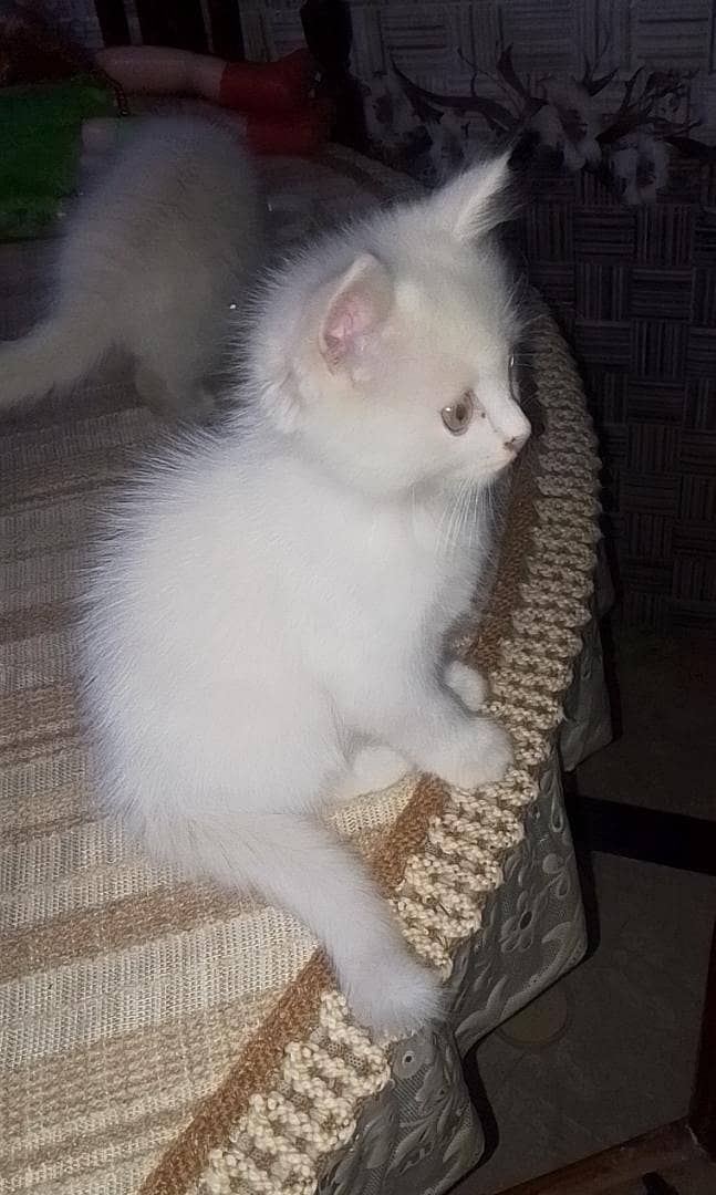 Persian kittens for sale in rwp 0