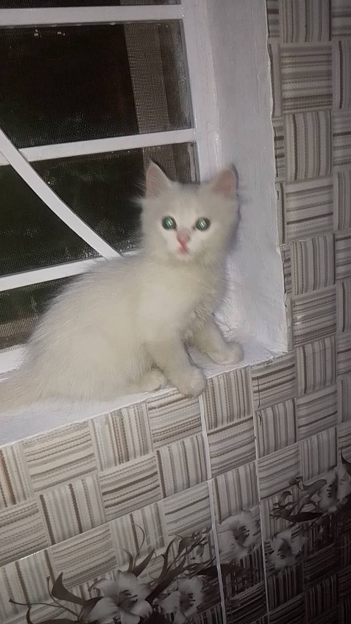 Persian kittens for sale in rwp 1