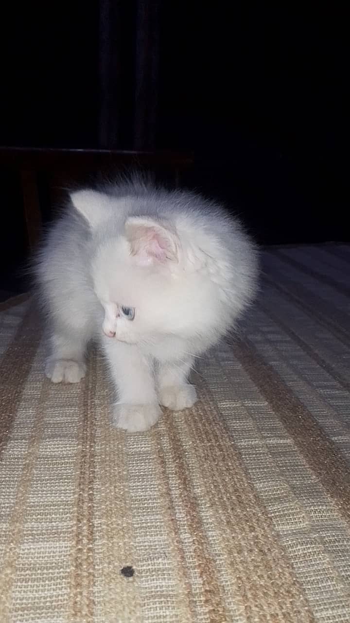 Persian kittens for sale in rwp 2