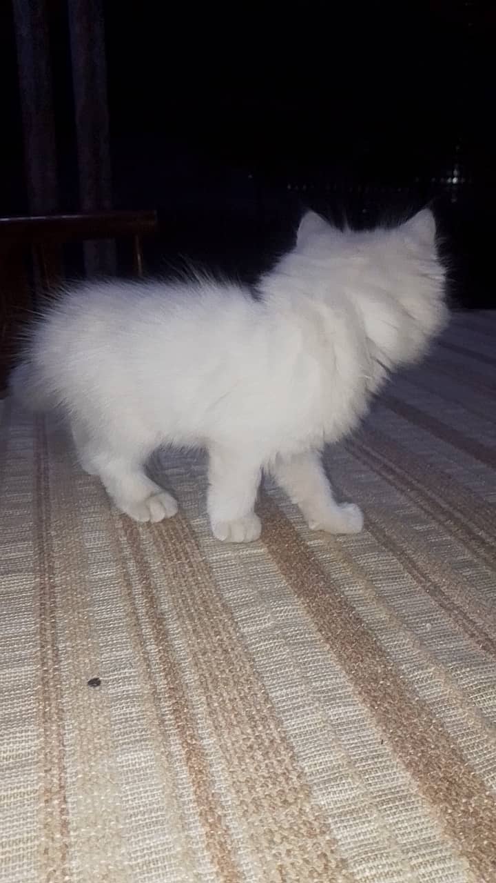 Persian kittens for sale in rwp 3