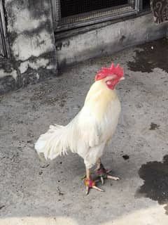 aseel white Heera bengum for sale breeder murga bengam bangam