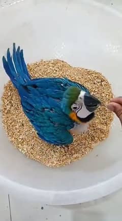 blue Golden macaw parrot for sale/0309/6817/005 contact WhatsApp