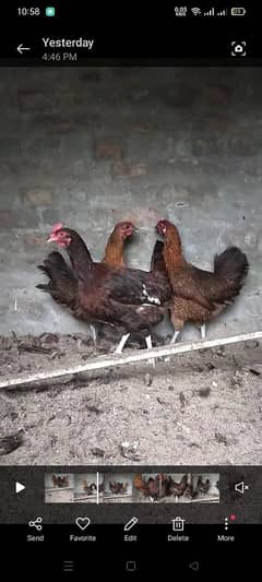 egg laying 3 Golden hens available