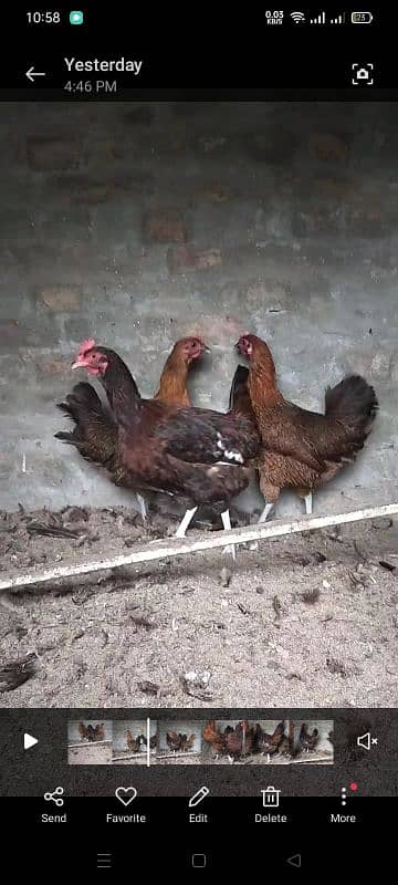 egg laying 3 Golden hens available 0