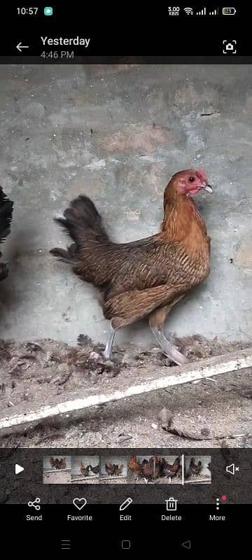 egg laying 3 Golden hens available 1