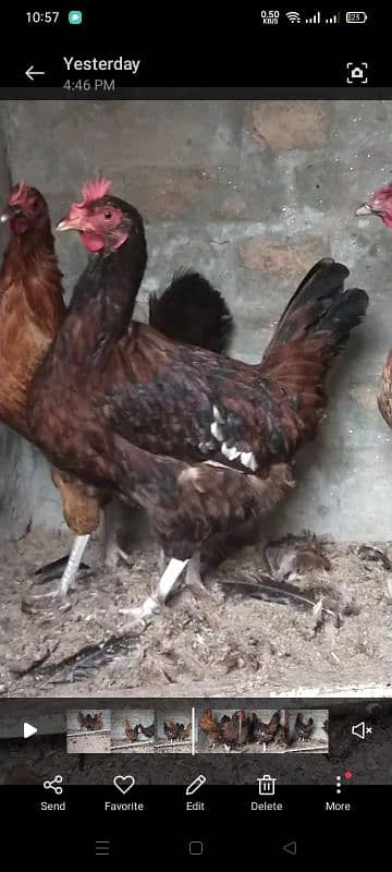 egg laying 3 Golden hens available 2