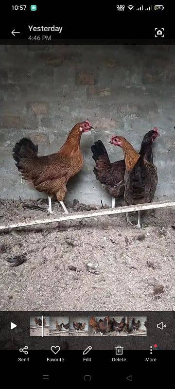 egg laying 3 Golden hens available 3