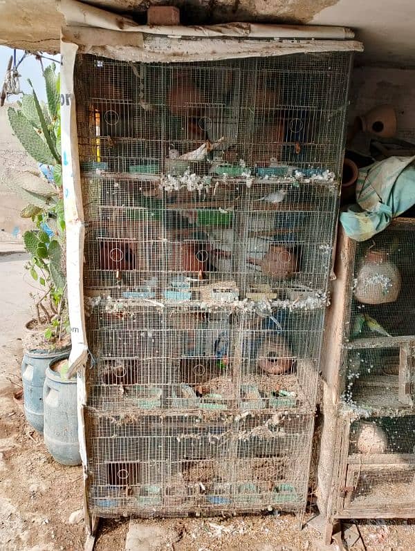 12 Portion cage for sell 1