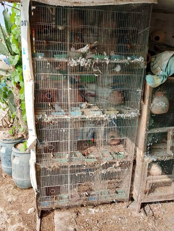 12 Portion cage for sell 2