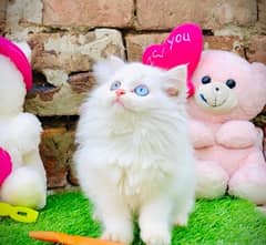 Three Pure Persian Tripple Coated Kittens