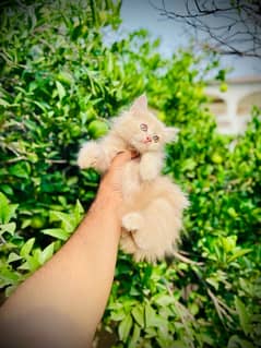 Three Pure Persian Tripple Coated Kittens