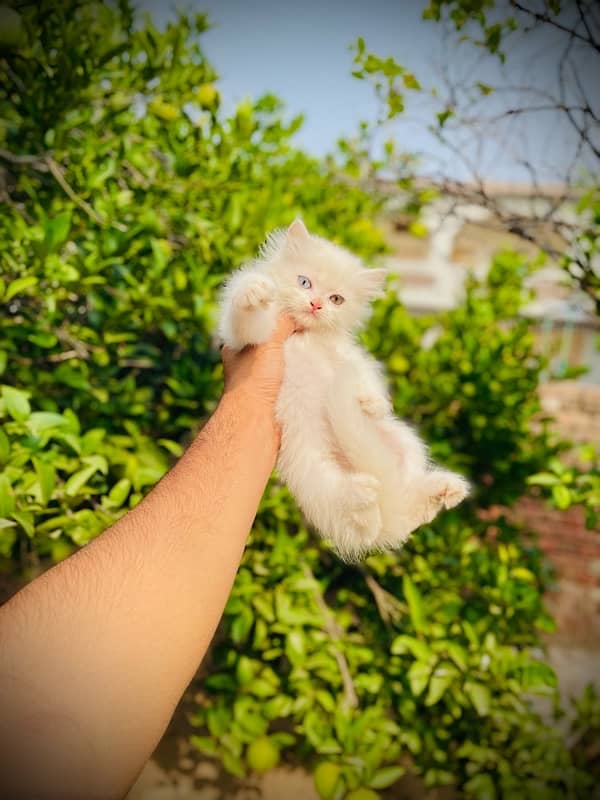 Three Pure Persian Tripple Coated Kittens 3