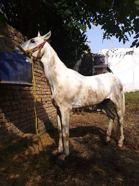 Horse for sell. ph 03160855837 0