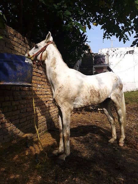 Horse for sell. ph 03160855837 1