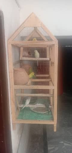 australian parrots with cage