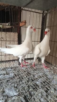 breeder pair