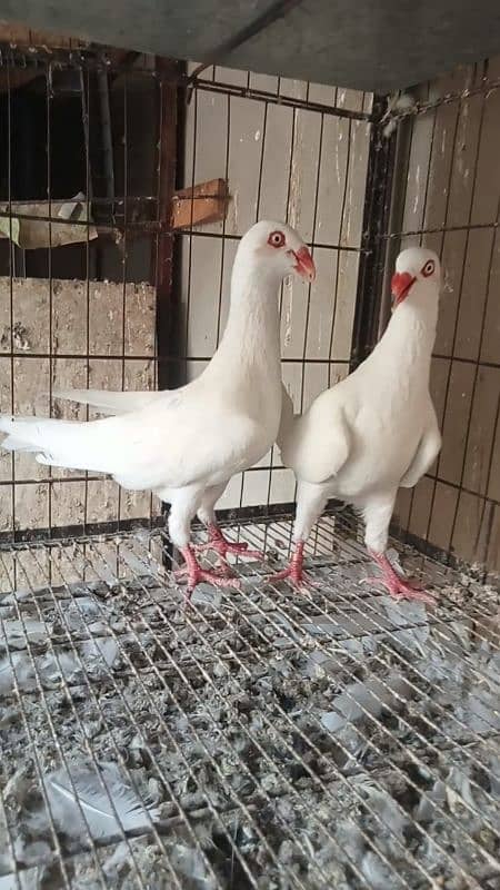 breeder pair 0