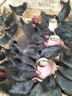 Australorp fartile eggs available per egg 50 rupees