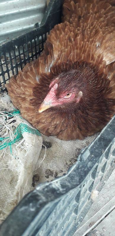 KORUK HEN FOR SELL 0