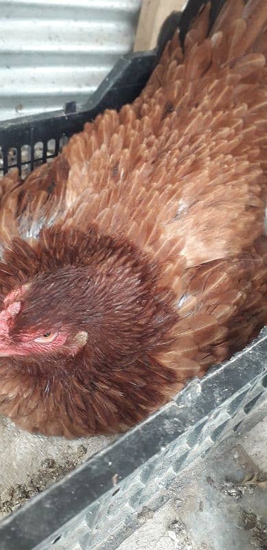 KORUK HEN FOR SELL 1