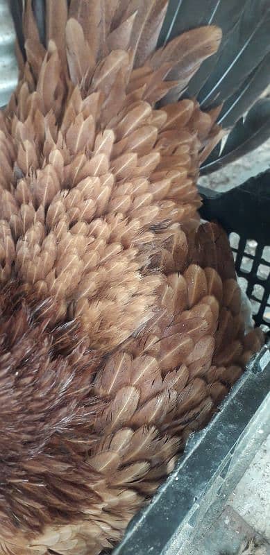 KORUK HEN FOR SELL 3