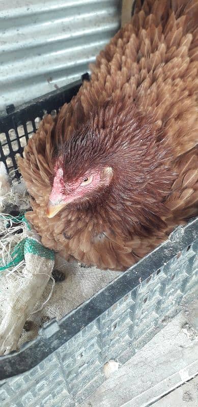 KORUK HEN FOR SELL 4