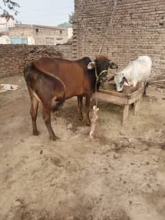 Desi Cow II sahiwali Cow  for sale II Desi female IISath Famale be ha