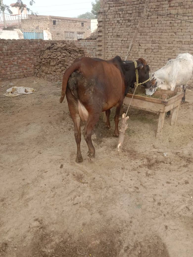 Desi Cow II sahiwali Cow  for sale II Desi female IISath Famale be ha 1