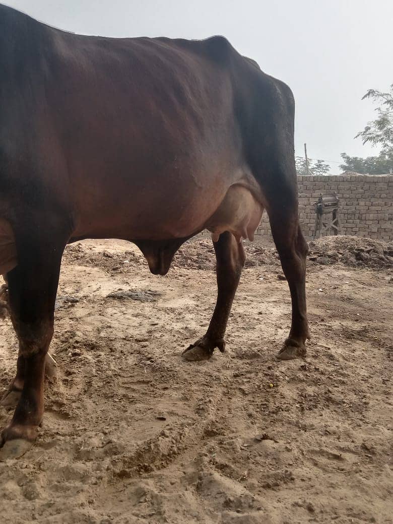 Desi Cow II sahiwali Cow  for sale II Desi female IISath Famale be ha 2