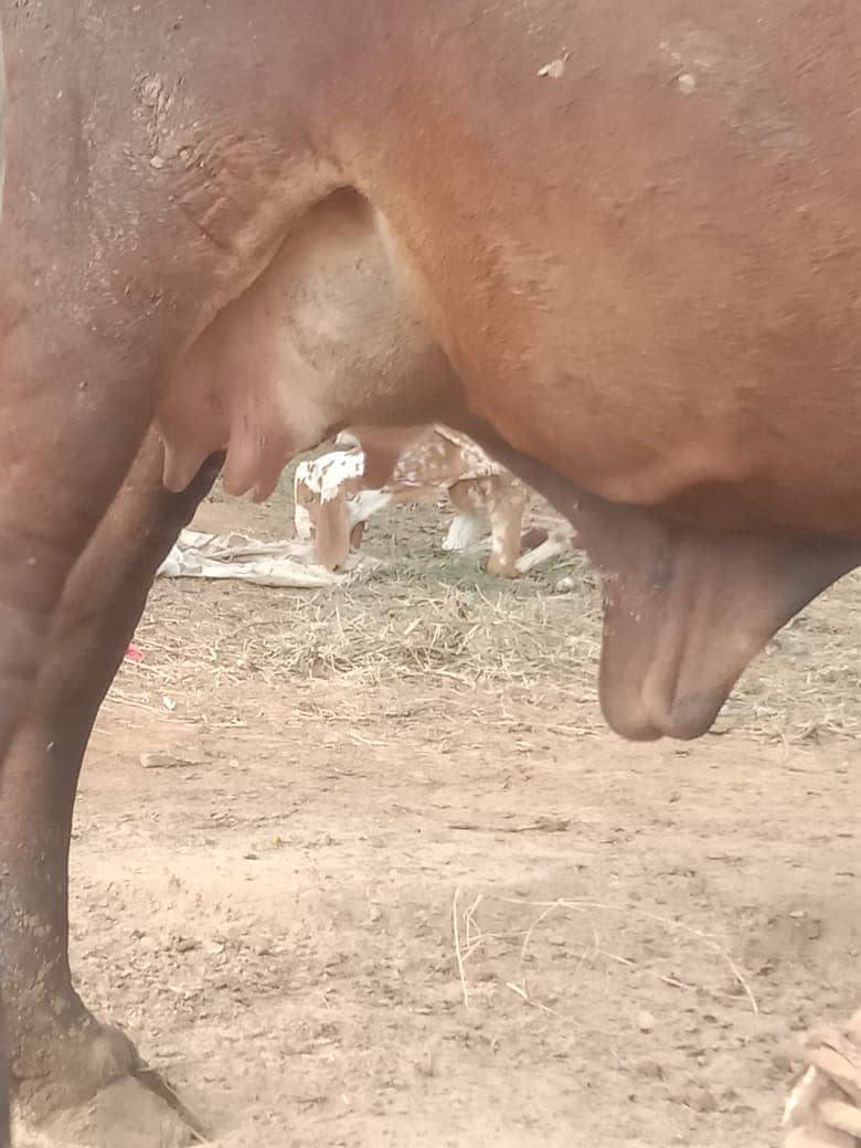 Desi Cow II sahiwali Cow  for sale II Desi female IISath Famale be ha 3