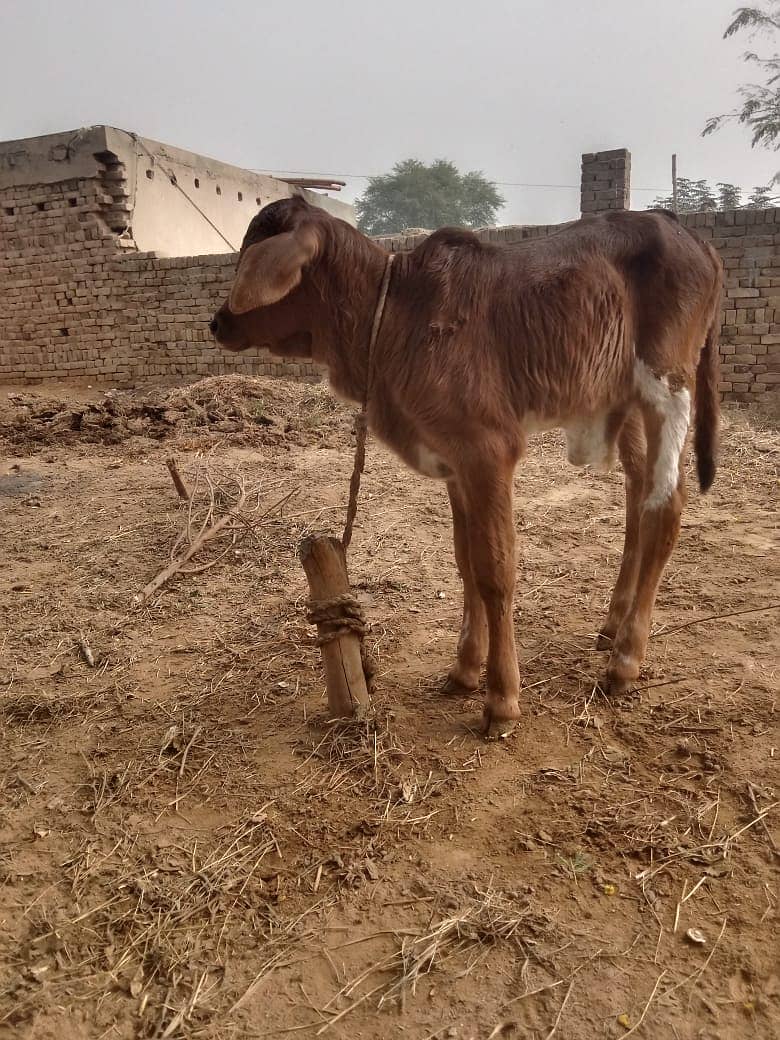 Desi Cow II sahiwali Cow  for sale II Desi female IISath Famale be ha 7