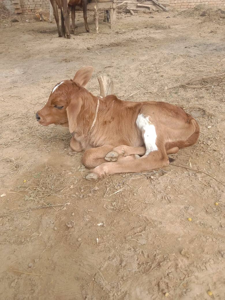 Desi Cow II sahiwali Cow  for sale II Desi female IISath Famale be ha 8