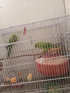 green renick parrot 03029231678