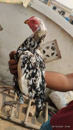 aseel mianwali kilo wali chini high quality madi murgi hen