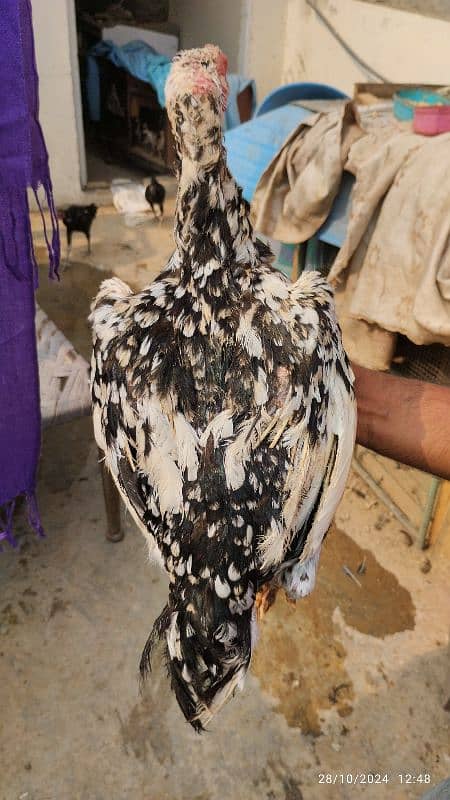 aseel mianwali kilo wali chini high quality madi murgi hen 1