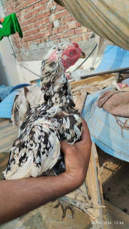 aseel mianwali kilo wali chini high quality madi murgi hen 2