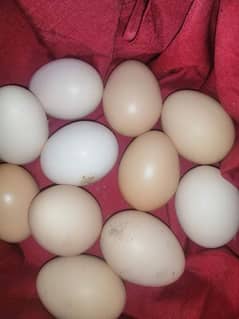 eggs for sell