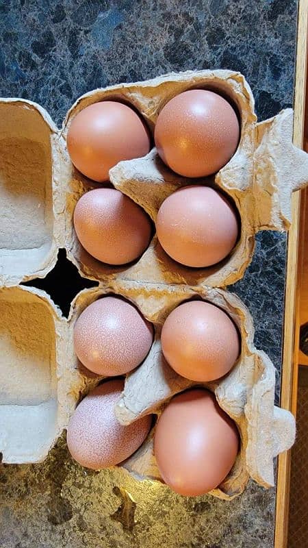 eggs for sell 1