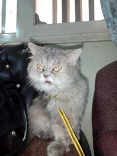 Grey Persian cat with golden eyes