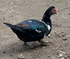 muscovy