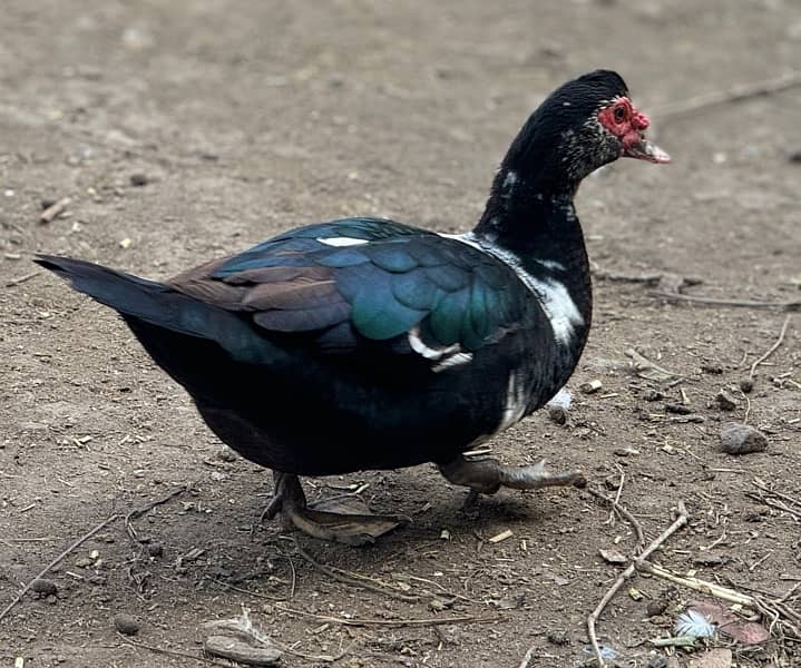 muscovy duck 0