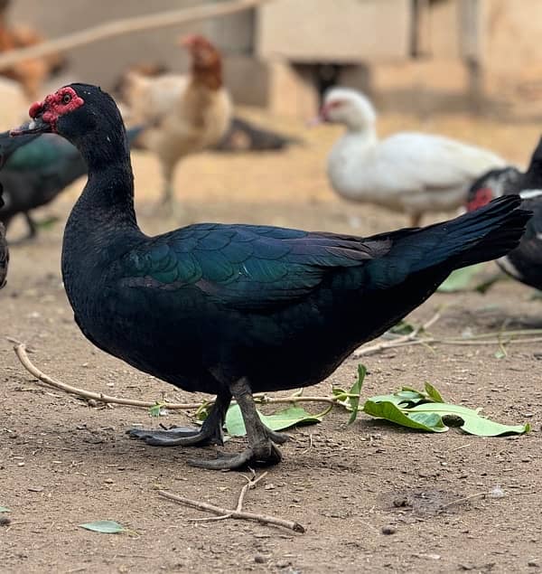 muscovy duck 1