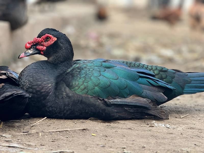 muscovy duck 2