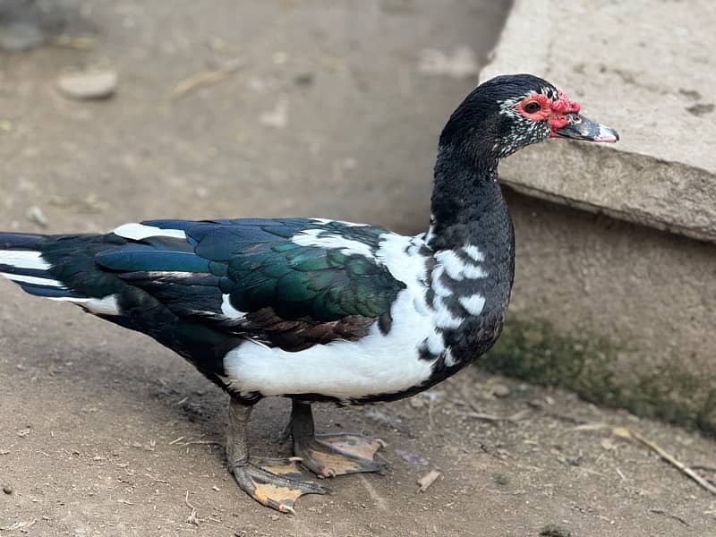 muscovy duck 3