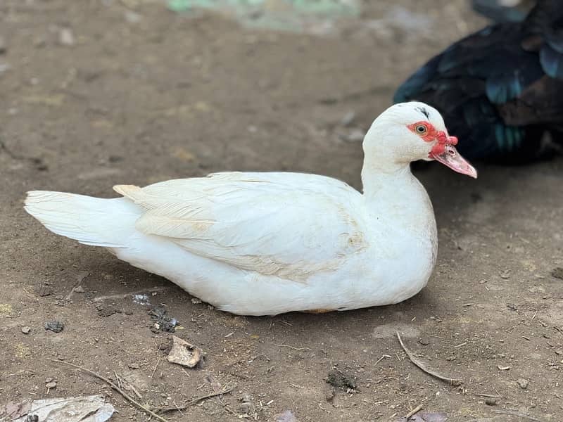 muscovy duck 4