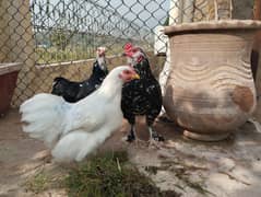 bantam trio set for sale white and molted