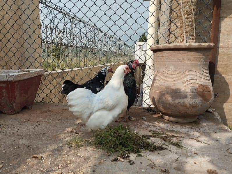 bantam trio set for sale white and molted 1